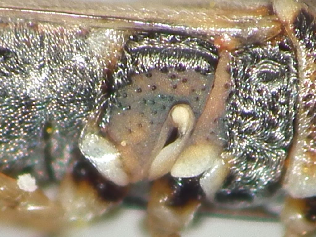 Nysius graminicola?  S !